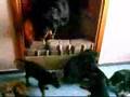 Rottweiler video