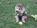 Meet Bert: Cairn Rescue dog in NJ