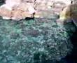 Panagia Krifti (Παναγιά Κρυφτή) video 1/2