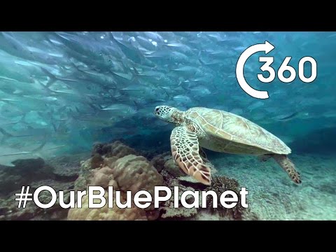 Turtle-y Awesome 360° ????  #OurBluePlanet | Earth Unplugged - YouTube