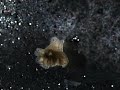 Planaria 8 heads regeneration Planaria 8 heads regeneration