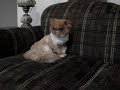 Groomed Persian Kitty
