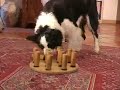 Centro Studi del Cane - (Attivazione Mentale)