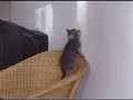Simba Kittens