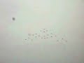  Tomcat F-14 Flyby Flight Fighter Aircraft Plane Airplane