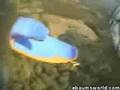 Sky diving accident