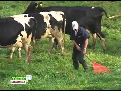 ganado leche - BPG: Hacer las cosas bien y dar garantía de ello,protegiendo el medio ambiente y garantizando el bienestar de los trabajadores y de los animales.