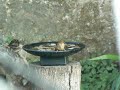 Pitxi - Troglodytes Troglodytes - Wren bathing