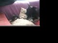 Dotty with Lilly and Poppy.mov
