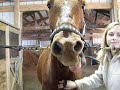 Yawning Horse