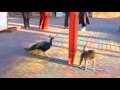 Peacock chases monkey