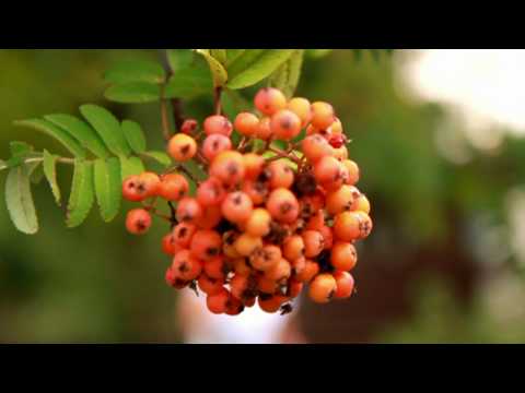 17 55mm - Filmed with the Canon 500D. Lens 17-55mm f2.8. Location Tampere, Finland.