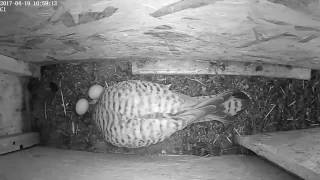 La saison de nidification 2017 est lancée !