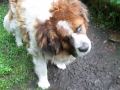 St. Bernards Suffering in Johnstown, PA July 30, 2009: Thayne tries to get help for the dog