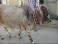 karachi cow qurbani 2009