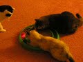 Cats playing together