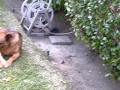 Cooper guarding his bone from Zuma.AVI