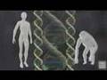 Ken Miller Human Chromosome 2 Genome