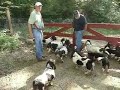 Basset Hound video
