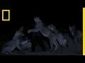 Lions' Buffalo Feast
