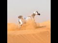 دحيه 2013 نار فؤاد ابو بنيه