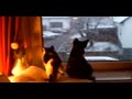 First Snow In Our Life (April!)