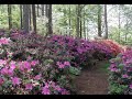 Azalea Gardens