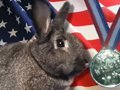 Olympic-Buns