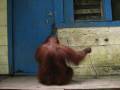Click here to watch this video Siswi inspects shoes; attempts break-in