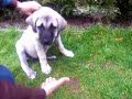3 aylik yavru kangallar YAMAN ve MACHO
