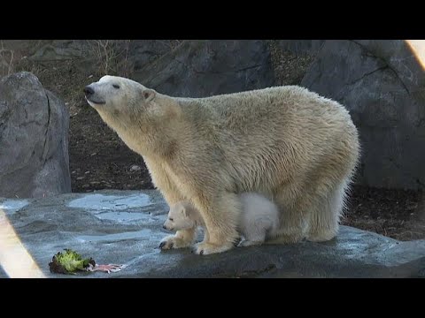 Wien/sterreich: Tiergarten Schnbrunn - kleiner Eisbr ...