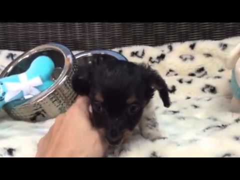 Precious, Tri color Chiweenie little boy