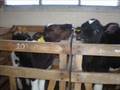 FESC MEDICINA VETERINARIA Y ZOOTECNIA