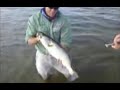 Big Trout