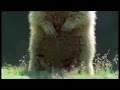Annoying Groundhog