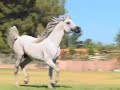 extended video version of our straight egyptian arabian stallion, sired by a son of Ramses Fayek and out of an Imperial Emperor daughter, find more information and see our other horses at www.maloufarabianstud.com
