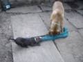 pitbull vs bullmastiff