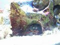 Handfeeding the Mantis