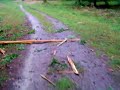bliksem inslag in lariks bliksem inslag in lariks