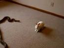 Snake eating Snake eating