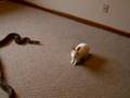 Reticulated Python striking a (LIVE FEEDER) rabbit
