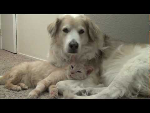 Thomas O'Malley Flufferpants gives snuggles to Murkin - YouTube