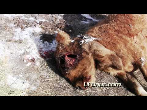 UFOnut.com - Episode 004: Aaron Cattle Mutilation