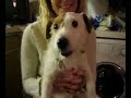 Satanic jack russell terror