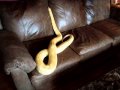 Loose in the House Large Albino Burmese Pythons!
