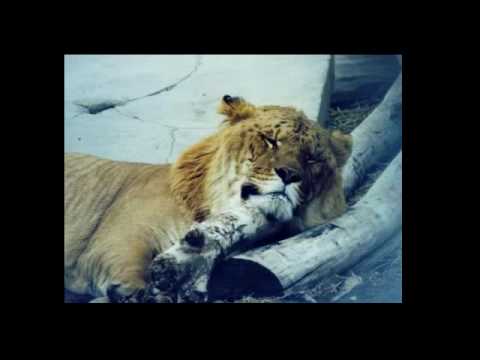 TIGRON CUB