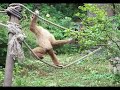 Le ballet des singes Le ballet des singes