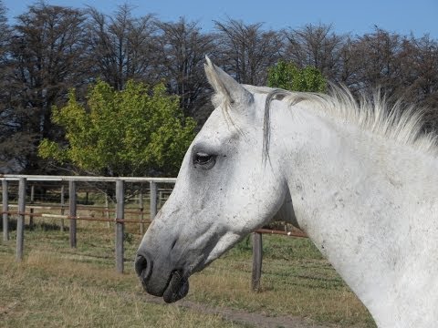 how to fertilize horse paddocks