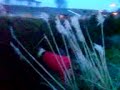 Me AnD BETh FaLliiNg iiN BuSh =] :L