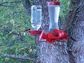hummingbirds competing for food
